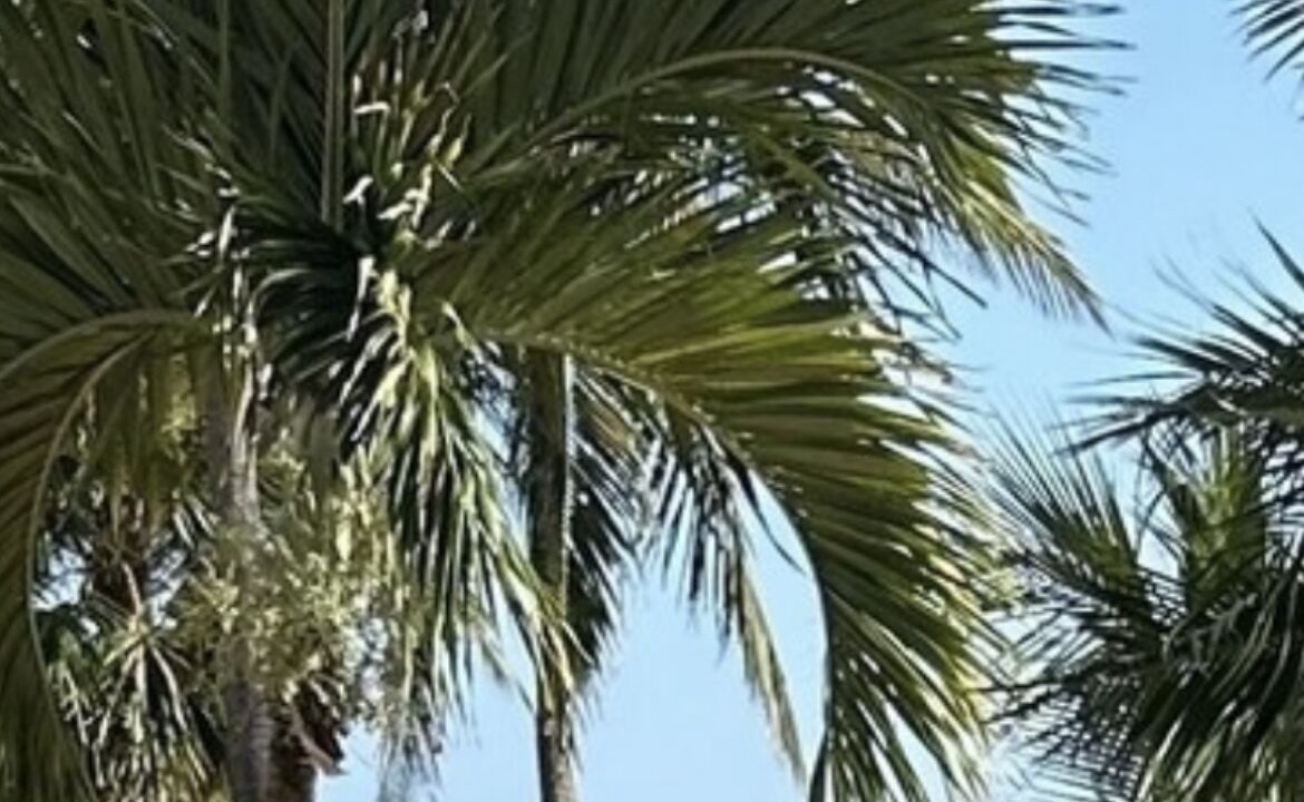 Photo of Outdoor in Teagues Bay