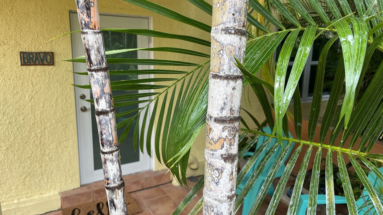 Photo of Outdoor in Estate Enighed