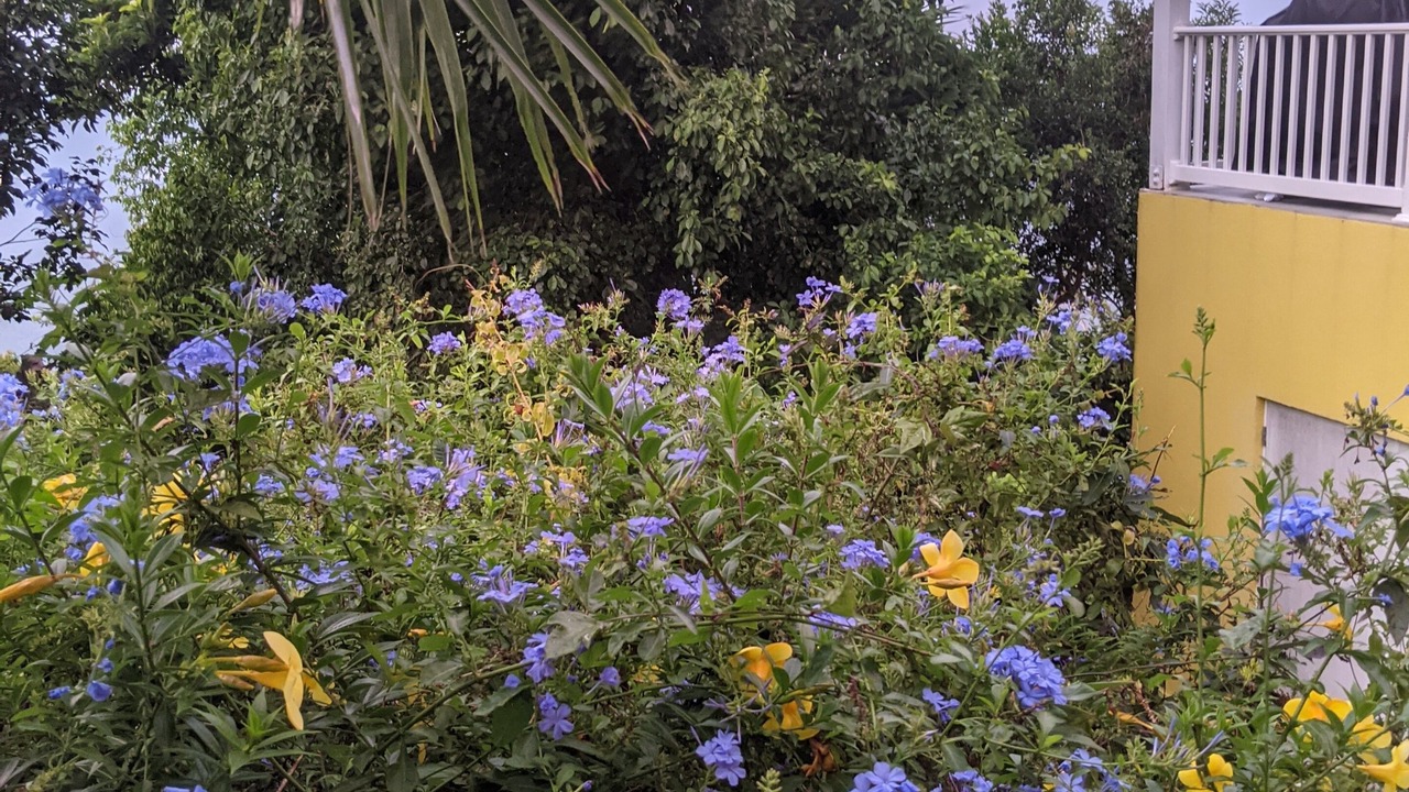 Photo of Outdoor in Estate Carolina